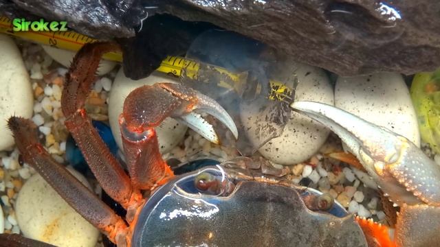 Радужному крабу год. Едим мандарины. смотреть онлайн