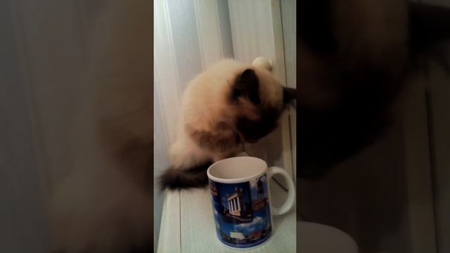 Милота!!! Кошка лакает молоко. смотреть онлайн