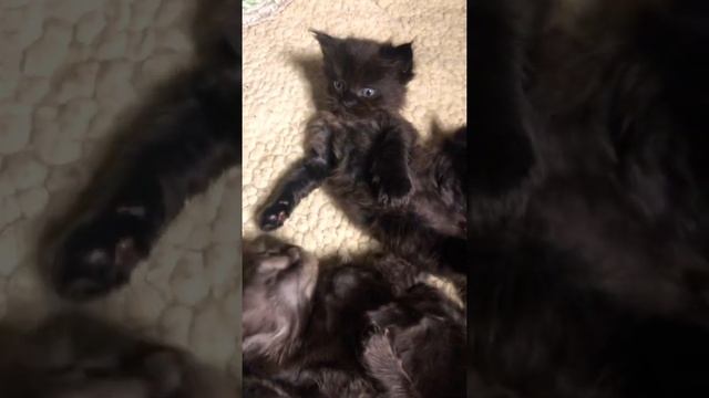 Чёрные котята мейнкун #mainecoon #черныйкотенок #мейнкункотята #blackkitty #lemigans #mainecoonblac смотреть онлайн
