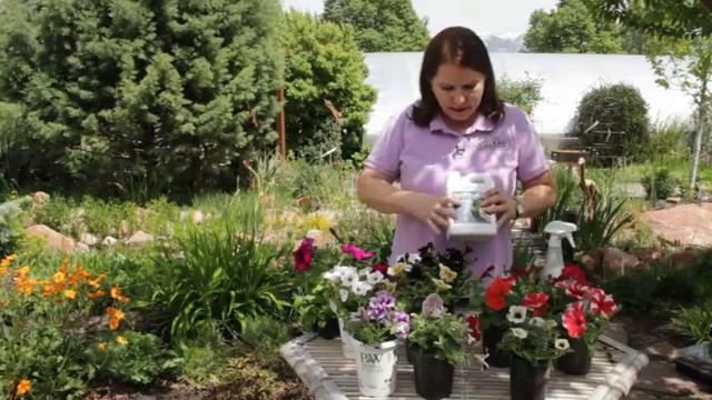 How Do I Force Petunias To Bloom?