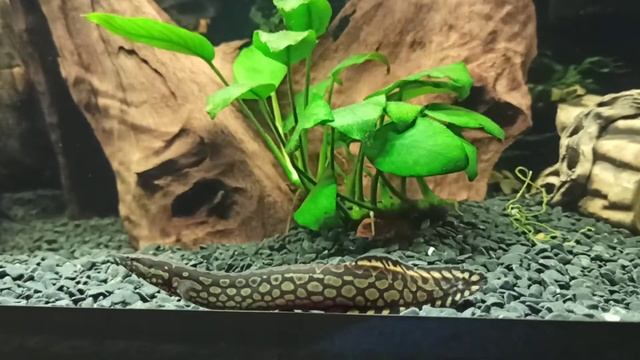 Мастацембел Арматус Mastacembelus Armatus