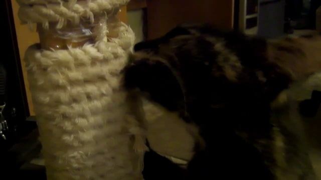 Кошка и валерианка / Cat and Valerian смотреть онлайн