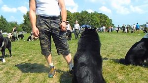 Всероссийская выставка Русско-Европейских лаек 2013.Ст.гр. кобели.