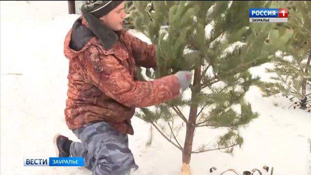 В Кургане начали работать ёлочные базары смотреть онлайн