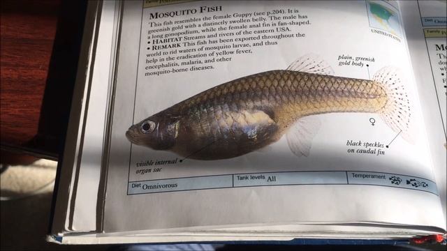 Species Profile # 34 : The Western Mosquitofish (Gambusia affinis) смотреть онлайн