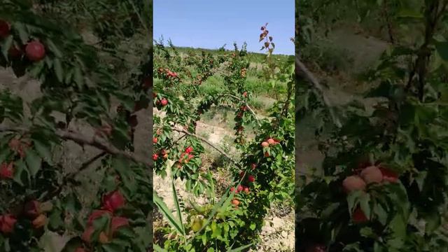 Ertaki Pritsiya o'rigi terish jarayoni 14 may. Абрикос приция. Ранний сорт. 14 мая смотреть онлайн