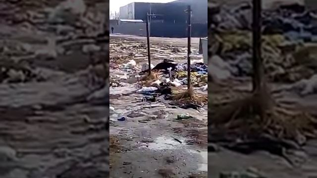 ЖД Лигово развели помойку смотреть онлайн