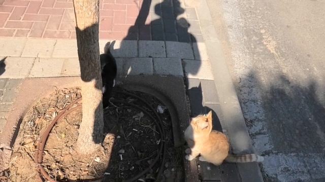 Best funny cats 2019 Смешные коты?Panasonic HC-WXF1 Video camera Test?最高の面白い猫2019 년 최고의 웃긴 고양이 смотреть онлайн