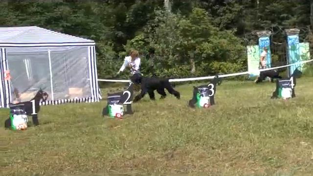 Кобели  Рабочий, Gently Born Michigan