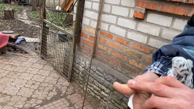 Разводим бакинских сизых чилей. Гоняем голубей.