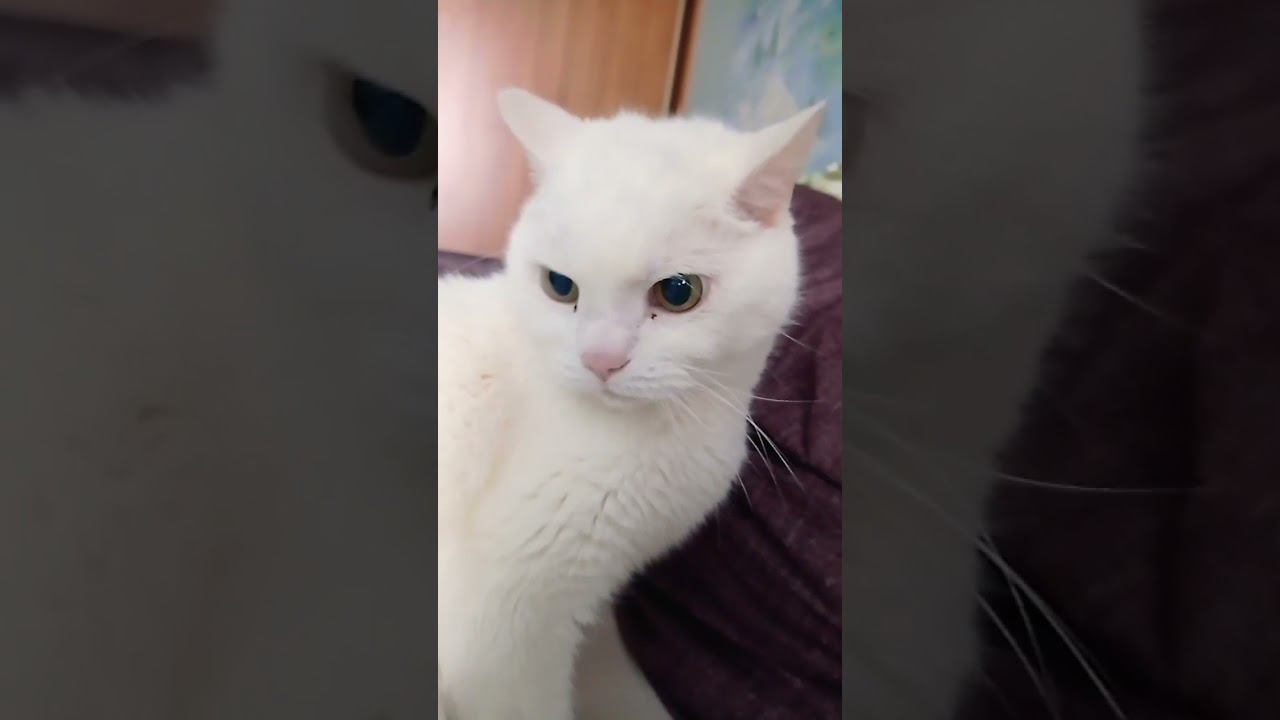 Каким радужным животным ты бы хотел быть? #Shorts смотреть онлайн