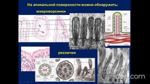Лекция: «Эпителиальная ткань»