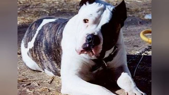 All About BanDogs