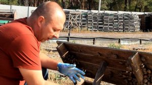 Как собирать улиток?? Секреты правильно сбора улитки! Делимся как правильно собрать улиток))