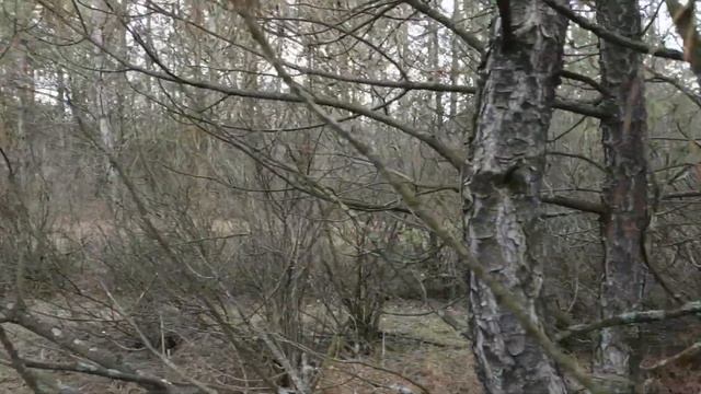 Степные сморчки! Ура!!! Мечта сбылась!!! Удачные находки 9 апреля 2021 года! смотреть онлайн