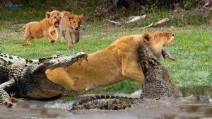 ПРАЙД ЛЬВОВ НА ОХОТЕ! НЕВЕРОЯТНЫЕ СЦЕНЫ НАПАДЕНИЯ ЛЬВОВ.