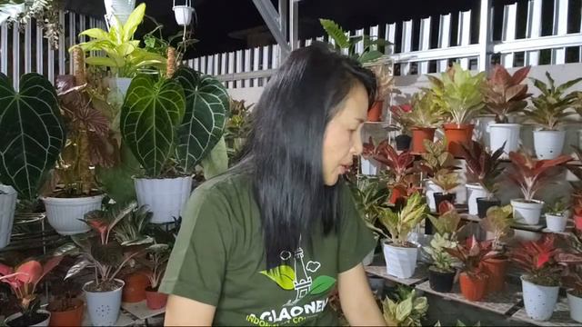 Cara Penanganan Aglao Yang Daun Stuck, Mengecil, Daun Habis смотреть онлайн