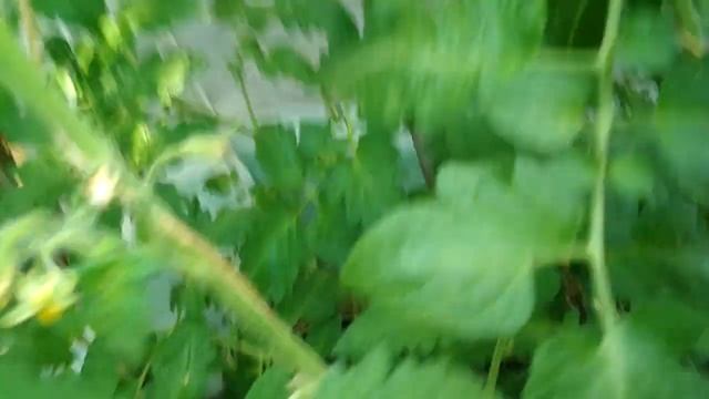 Обработка томатов бором, а также подкормка калием... смотреть онлайн