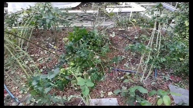 Пригибание роз с толстыми побегами. Работа с розами в конце сентября. Урал. смотреть онлайн