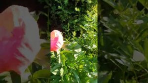 Купить пионы из Бельгии #купитьпионы #пионыворонеж