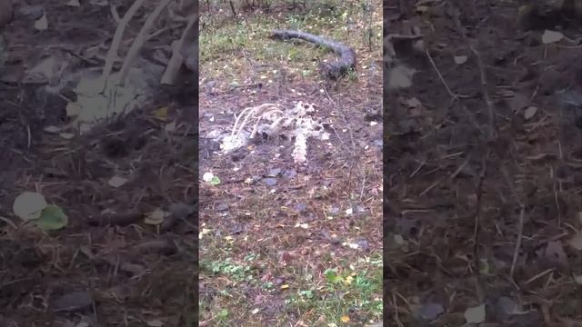 Всё что осталось от оленя. смотреть онлайн
