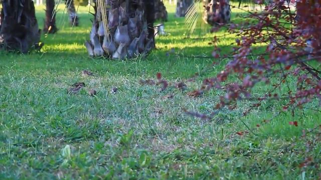 Морской порт Сочи. Парк. Воробьи. Birds in the city of Sochi. Sparrows смотреть онлайн