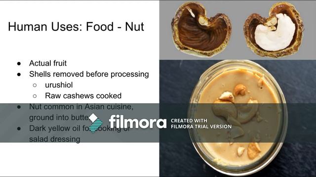 Anacardium occidentale - Cashew Tree смотреть онлайн