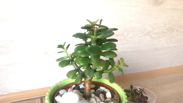 Формирование кроны Толстянки. Эффективна ли обрезка смотреть онлайн