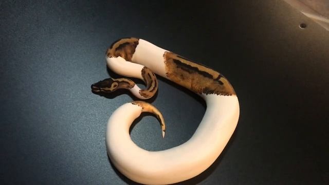 How Often Should I Feed My Female Ball Python?