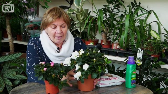 АЗАЛИЯ ? Посадка и уход за цветами ? полезные советы от Хитсад смотреть онлайн