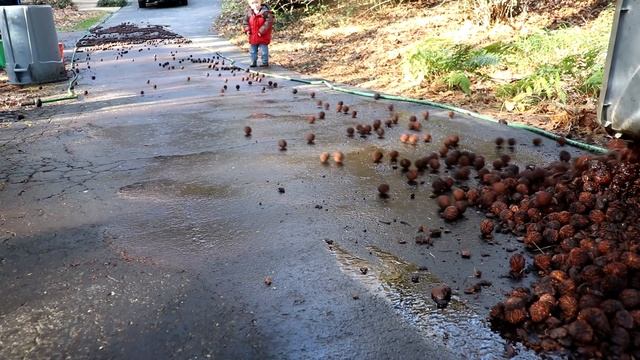 Black Walnuts: Harvesting, Husking, Shelling, Cooking (300 lbs!!!) смотреть онлайн