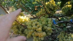 Виноград Красавчик(Писанка О.М.) и Солнечный луч(Калугин В.М.), виноградник Король В.Н. 15.08.2023г