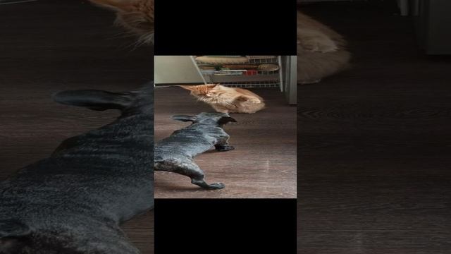 мейн-кун против француза, победила дружба смотреть онлайн