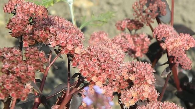 Sedum 'Orange Xenox'