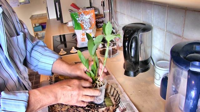 Repotting Orchids - The Two Latourias Have Some Good Roots смотреть онлайн