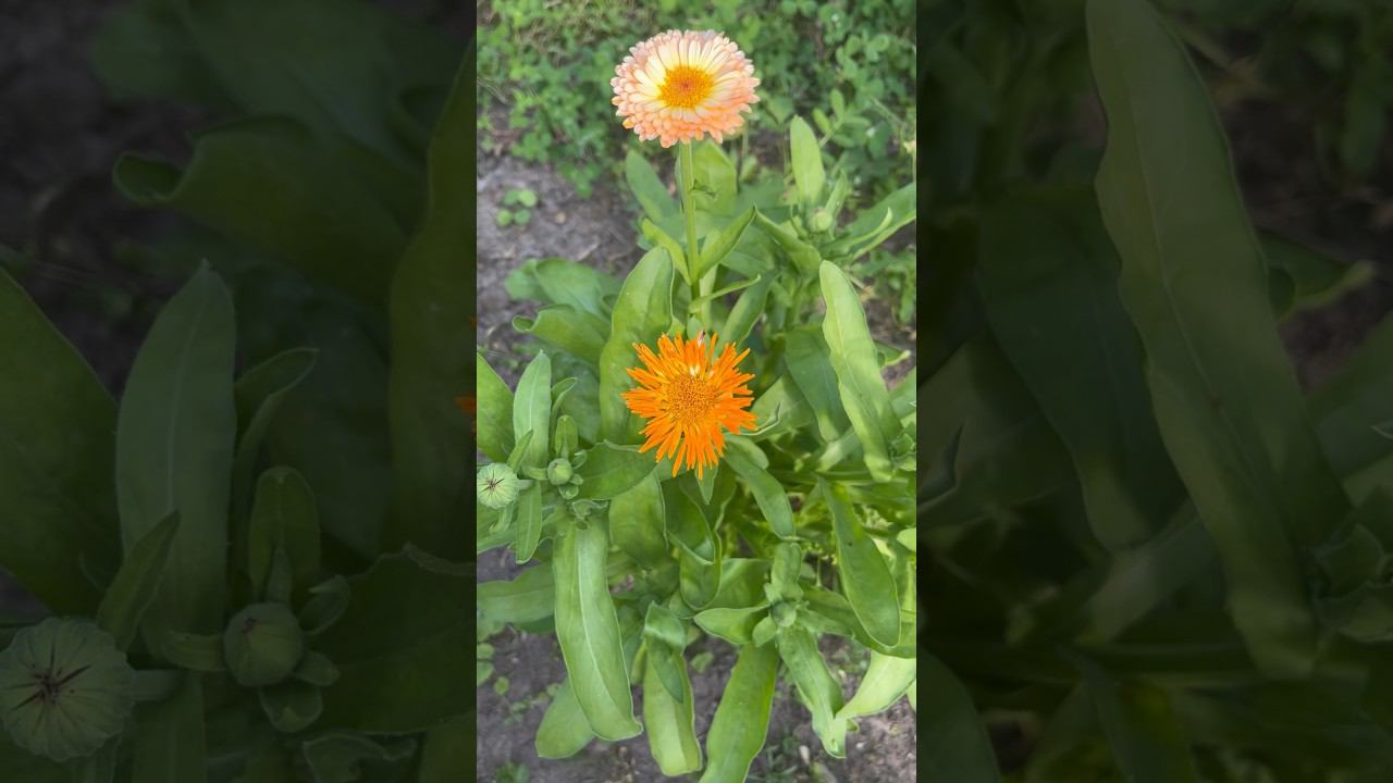 Странная хризантема #shorts