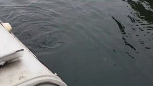 Электронная мерцающая блесна