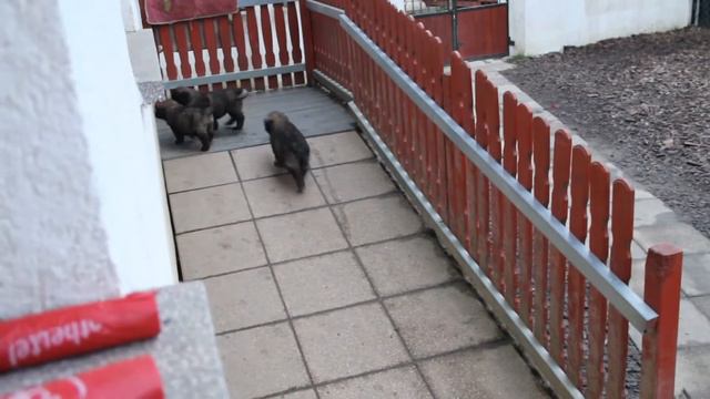 Leonberger von Feldschloss D-Wurf смотреть онлайн