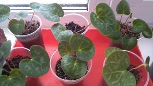 Чем подкормить цикламен?