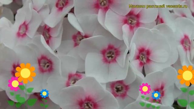 Флокс метельчатый Юлия. Краткий обзор, описание характеристик phlox paniculata Julia смотреть онлайн