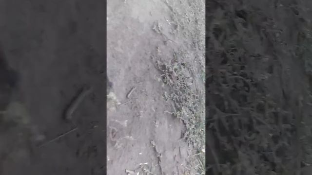 Гадюка степная смотреть онлайн