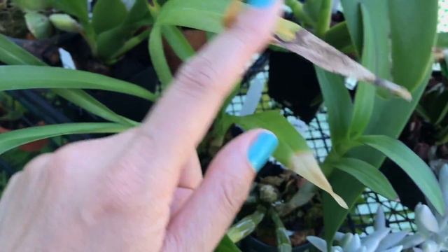 Chin Cactus & Other Plants Update