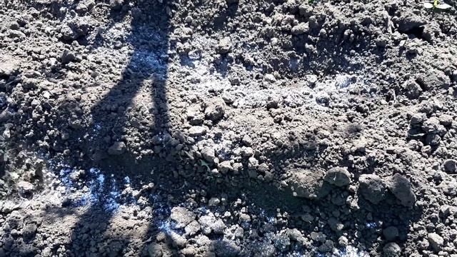 Сажаю лук только ТАК. Головка с яблоко. Уход подкормка за луком севком. смотреть онлайн