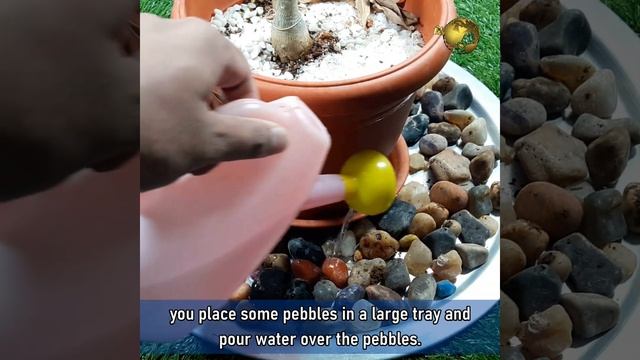 Sanchezia Care And Propagation | Beautiful Indoor Flowering Plant