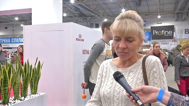 Чёрный терьер: всё о породе за 1,5 минуты смотреть онлайн