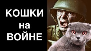 Кошки и война. Как коты помогали людям во время войны?