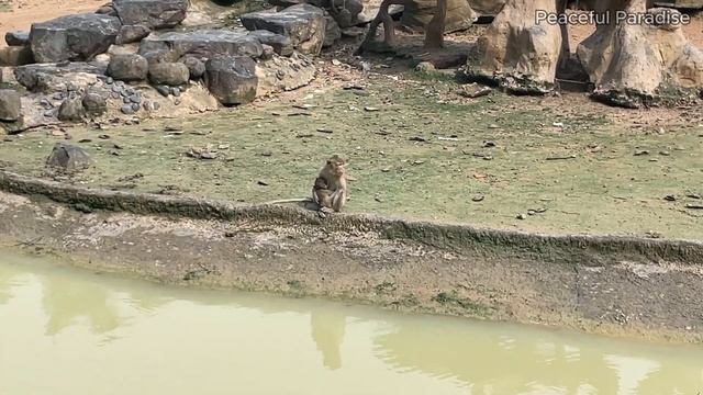 Cute Moments Of Animals Around Us: Wolf, Rhino, Lion, Spider, Stork - Animal Sounds