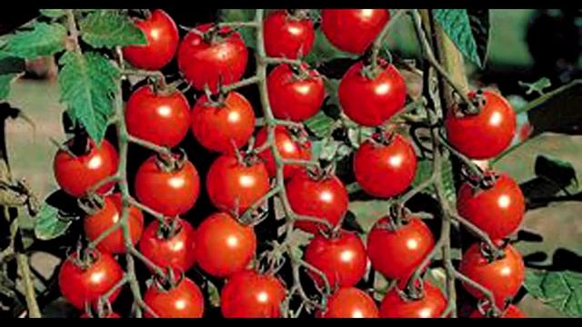 Мастер Дома