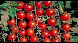 Как вырастить томаты на подоконнике зимой. Сад и огород выпуск 207