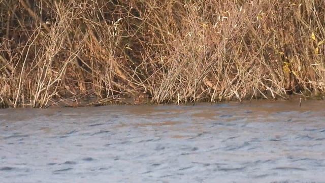 Ондатра октябрь смотреть онлайн
